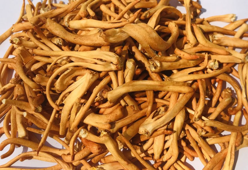 Quy trình sấy thăng hoa đông trùng hạ thảo